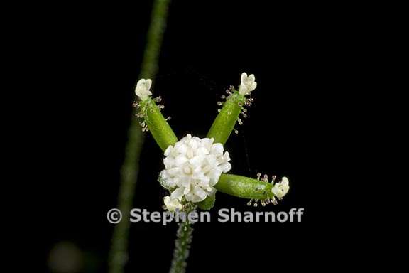 adenocaulon bicolor 3 graphic